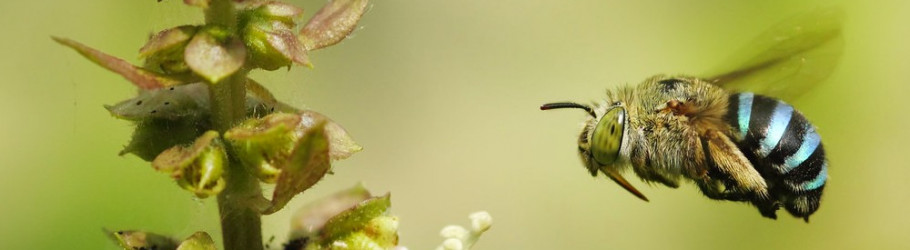 beesremoval