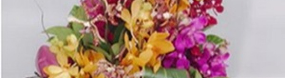 blossomofwyndham