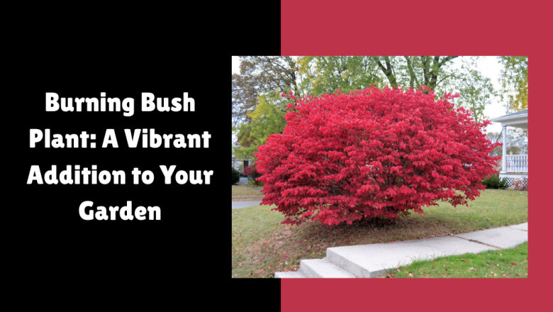 The Burning Bush Plant: A Vibrant Addition to Your Garden