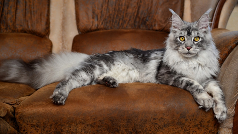 Silver Maine Coon: Rarity, Price, and Why Everyone Wants One
