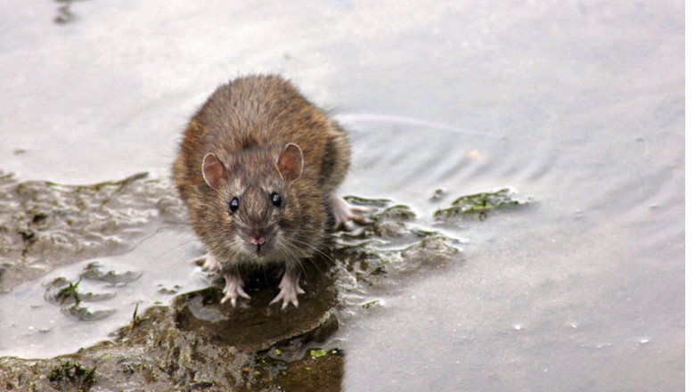 Rodent Removal Perth: Don’t Let Rodents Take Over Your Space