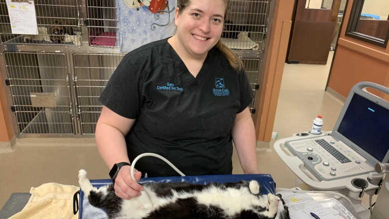 Affordable Pet Diagnostic Services: Balancing Cost and Quality