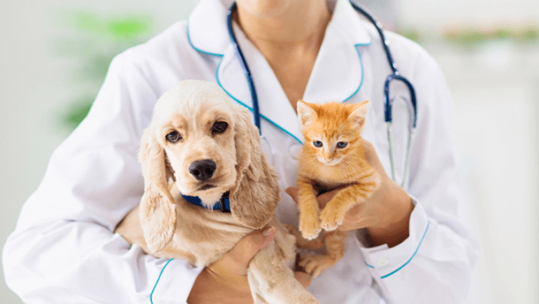 Choosing the Best Pet Diagnostic Clinic in Sedro Woolley