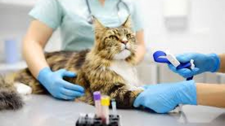 How Pet Blood Tests in Surrey Uncover Hidden Health Issues