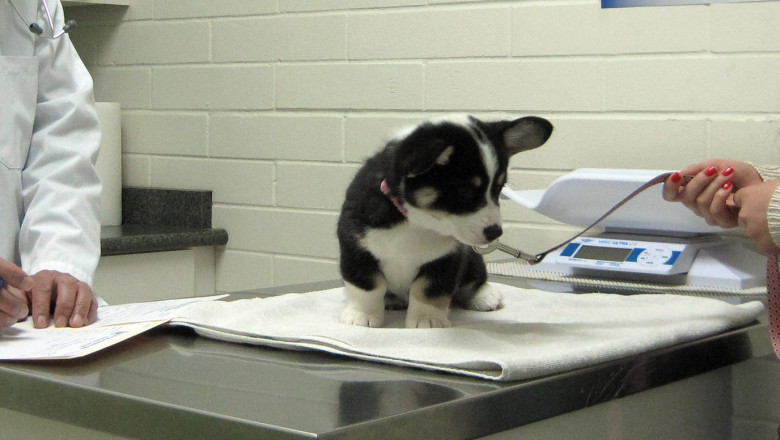 Surrey Pet Diagnostics: Understanding Common Tests for Dogs and Cats