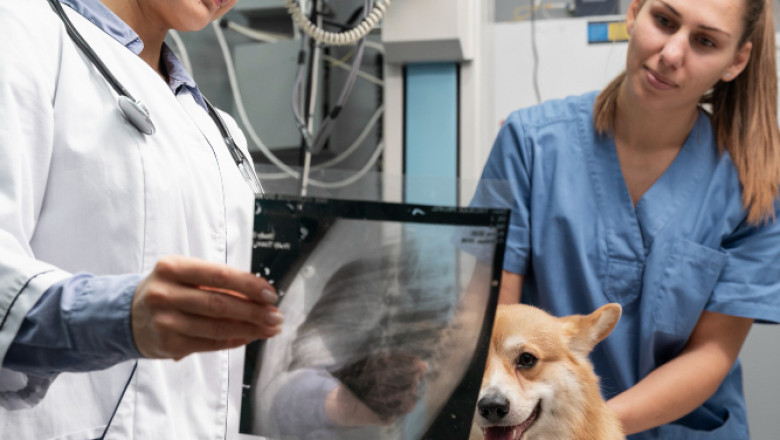Top Veterinary Diagnostic Labs in Langley for Accurate Pet Health Results