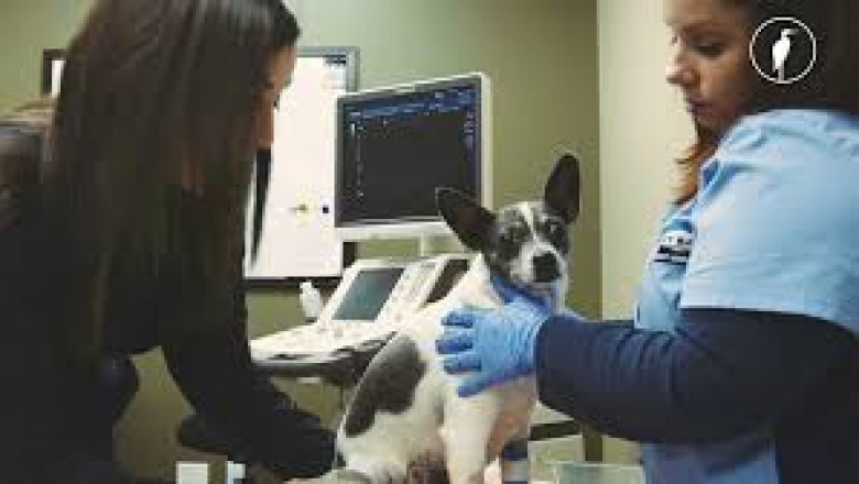 Vancouver Vet Clinics with Cutting-Edge Diagnostic Technology