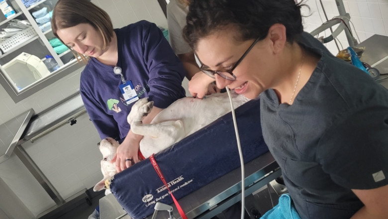 Vancouver Vet Clinics with State-of-the-Art Diagnostic Equipment
