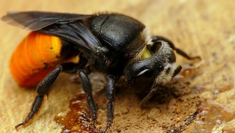 How Much Does Beehive Removal Cost in Melbourne? A Guide for Homeowners