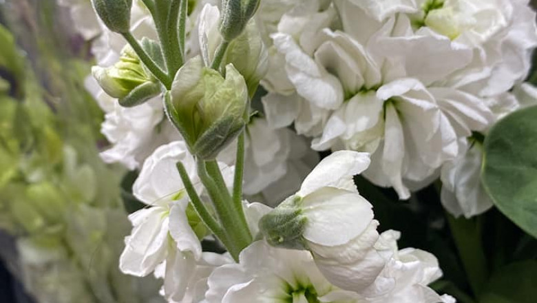 Same Day Flower Delivery by Blossoms of Wyndham: Fresh Blooms, Fast Delivery