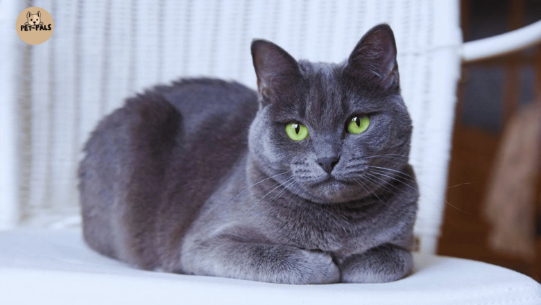 Russian Blue Cat Personality: Is This Quiet Breed Right for Your Lifestyle?
