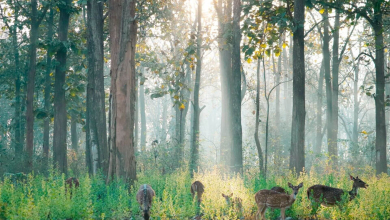 A Complete Guide to Nagarhole National Park Safari